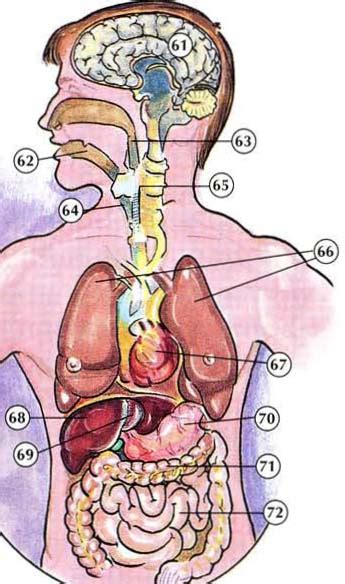 These are the anatomical directional terms you should know. Internal Organs Diagram - Online Dictionary for Kids