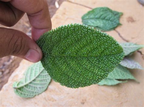 Bentol merah di kaki bisa terasa gatal dan mengganggu. Daun Gatal, Obat Ajaib di Pedalaman Papua