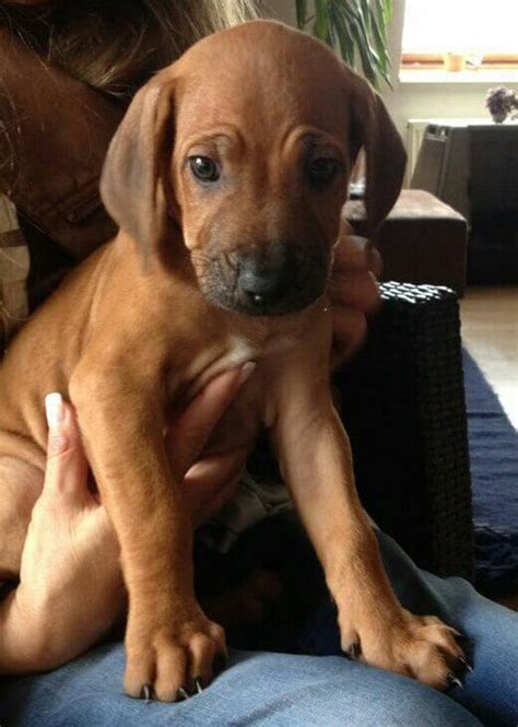 Barnes, in bulawayo, southern rhodesia (now zimbabwe), in 1922, who named the b. Rhodesian Ridgeback: Der afrikanische Löwenhund