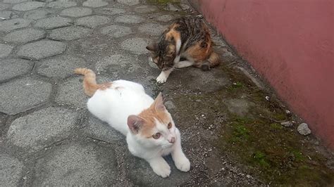 Menurut primbon, saat kucing ingin keluar dan masuk rumah berarti ada hubungannya dengan orang yang ingin masuk ke dalam rumah. Anak kucing bermain di depan rumah - YouTube