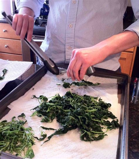 My german and australian flatmates are addicts of this dish. Revenge Served Cold: Nettle Pesto