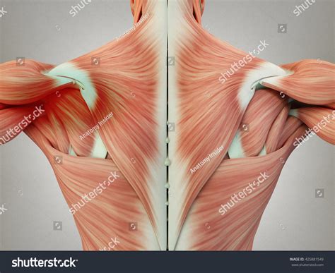 Human torso anatomy choice image learni on human torso. Left Shoulder Anatomy Diagram / Rotator Cuff Anatomy ...