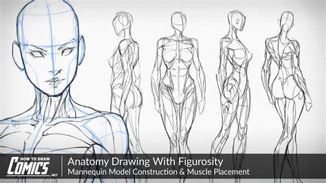 Describing the rotation of the forearm back and forth requires special terms. Anatomy Drawing With Figurosity | Mannequin Muscle ...