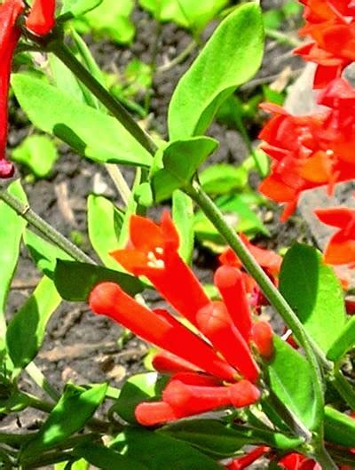 La lunghezza della collana è. GIARDINAGGIO LAURA PONTE IN VALTELLINA: BOUVARDIA