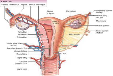 Prolapsed uterus affects up to half of all women who have had children by some degree and it is rare in women who have not had children. Prolapsed Uterus - Causes, Signs, Symptoms, Treatment and ...