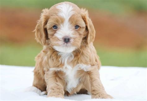 Cape fear golden retriever rescue, inc. Golden Retriever Puppies And Dogs For Sale And Adoption ...