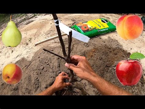 Check spelling or type a new query. Let's Plant Some Fruit Trees! | Preparing the Garden S1E7 ...