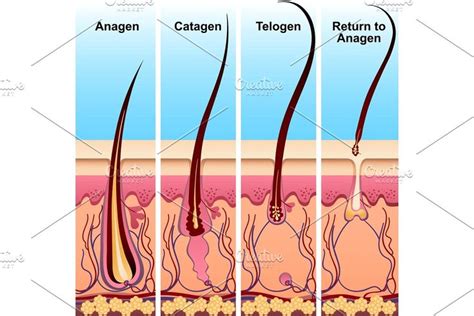 Approximately 3% of all hairs are in this stage at any time. Four stages of the hair growth cycle in 2020 | Hair growth ...