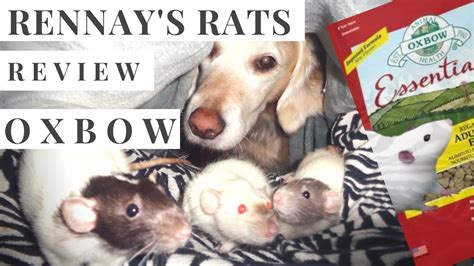 Pet rodents pet rats chinchillas hamsters hamster toys hamster cages guinea pig bedding gerbil exotic pets. Rennay's Rat Review: Oxbow Adult Regal Pet Rat Food - YouTube