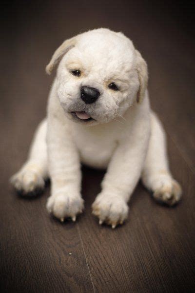 Love my polar bear king kitamu. Little White Labrador Puppy by Emiliya in 2020 | White ...