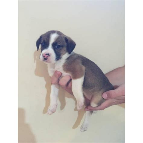 If you live too far away to visit we can facetime or skype, then we can fly your puppy to your nearest airport. Aussie mix puppies in Cincinnati, Ohio - Puppies for Sale ...