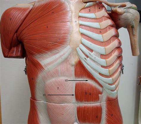 The shoulder muscles bridge the transitions from the torso into the head/neck area and into the upper extremities of the arms and hands. Muscles Of Torso : Anterior Torso Muscle Anatomy : Study ...
