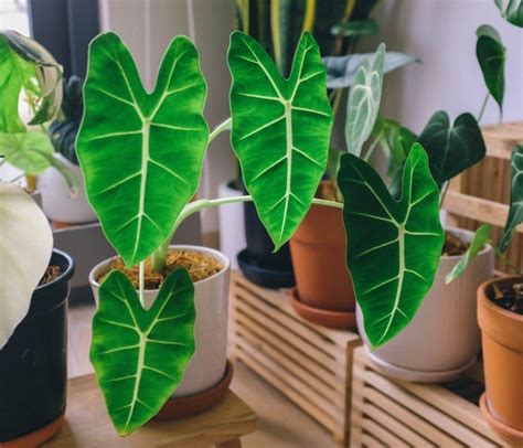 Ficus elastica rubber plant guide our house plants. 10 Houseplants That Are Poisonous to Your Dog -- And Safe ...