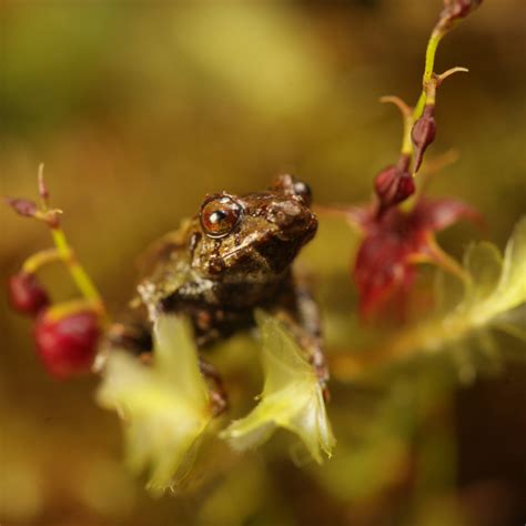Delonghi magnifica coffee makers & espresso machines leaking water pipe related questions and answers. Puro Species - Puro Fairtrade Coffee