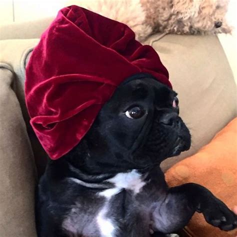 Lady gaga x @oreo x #chromatica dropping soon! IMPORTANT! Lady Gaga's Dog Has Her Own Instagram Account Now