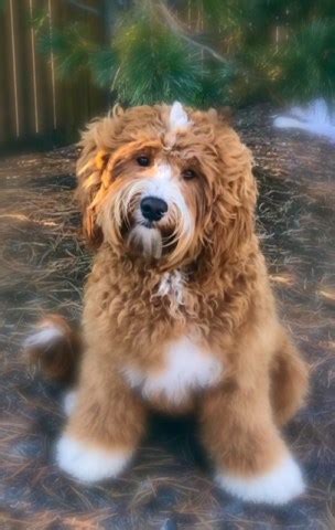 Screened kennels passing our strict policy. Mountain View Labradoodles, Labradoodle Breeder in ...