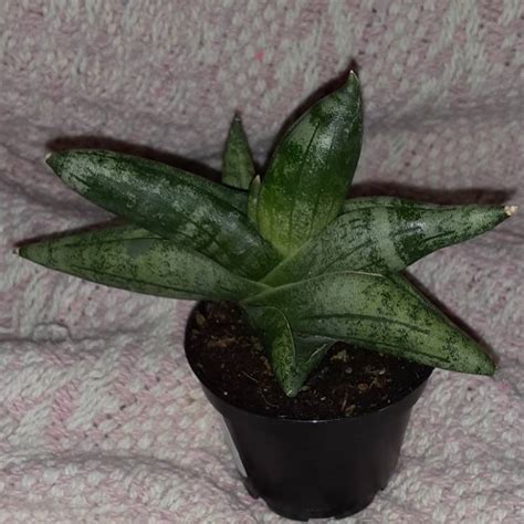 Sansevieria cylindrica 'Boncel', Starfish Snake Plant ...