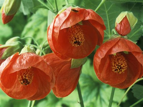 Our flowering trees are generally trees with single trunks that grow to 20 feet or taller. Flowering Maple - ABUTILON - Southern Living | Southern Living