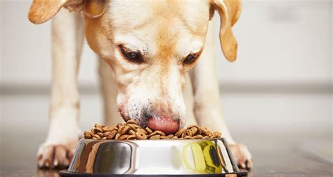 Calories relate to energy consumption (through eating and drinking) and energy usage. The Best Senior Dog Food: 7 Best-Rated Diets for Older Dogs