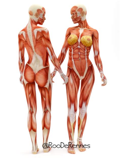 Human anatomy art print women bo. Human Anatomy and Physiology Course Review: What is it ...