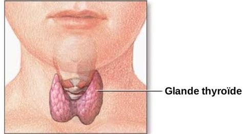 Sixième rapport au président de la république. Ginkgo biloba et cancer de la thyroïde - AloeVera-ginkgo.com