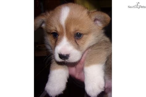 However, free pembroke welsh corgi dogs and puppies are a rarity as rescues usually charge a small adoption fee. Corgis With Tails: Corgi puppy for sale near Upper ...