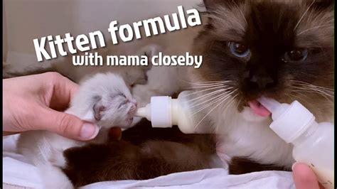 I just bottled feed 5 kittens this past week,they were 4 days old so it was a bit more difficult,but once you get the hang of it everything seems easier. Bottle feeding kittens close to mama - YouTube