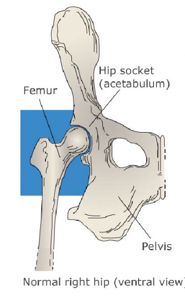 Not for the faint of heart! Hip Dislocation and Post-Op Care in Cats | VCA Animal Hospital