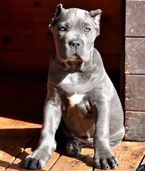 Puppyfind is the most popular and trusted way to find puppies for sale in the state of texas. Cría de Cane Corso - Venta de cane corsos - Comprar ...