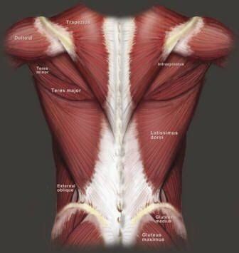 Intrinsic back muscles often occur in exams. Art and Reference point | скелет | Pinterest | Anatomy ...