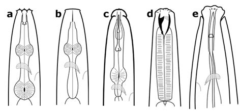 This analysis assesses these factors in relation to a business. Soil Nematodes in Organic Farming Systems | eOrganic