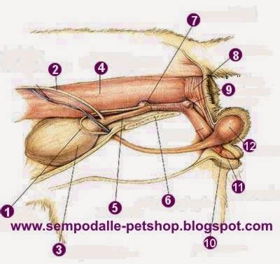 Ciblek merupakan salah satu burung kicau yang cukup banyak digemari oleh para pecinta burung kicau. Pengetahuan Tentang Kucing / Cat: Anatomi Kucing