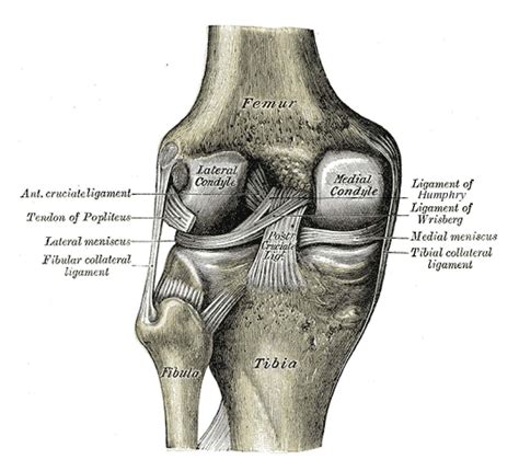 Intercondylar eminence of the tibia i: Medial Collateral Ligament Injury of the Knee - Physiopedia