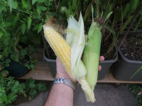 Campur pelekat dalam racun tersebut untuk lebih lama lekat pada daun. Ini Cara Tanam Jagung Dalam Pasu Yang Menjadi - IMPIANA