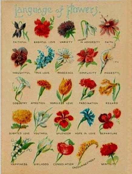 The language of flowers activity: The Domestic Curator: The Love Language Of Flowers