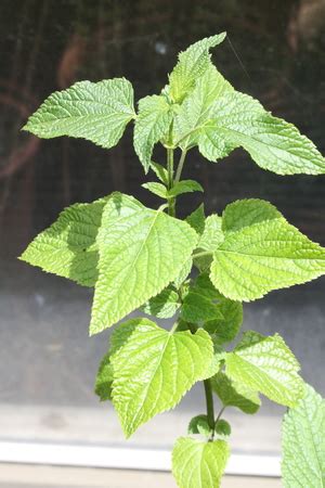 L'humain d'abord, le refus de la médiocrité et le. Südamerikasalbei (Salvia guaranitica) - Pflanzenwiki