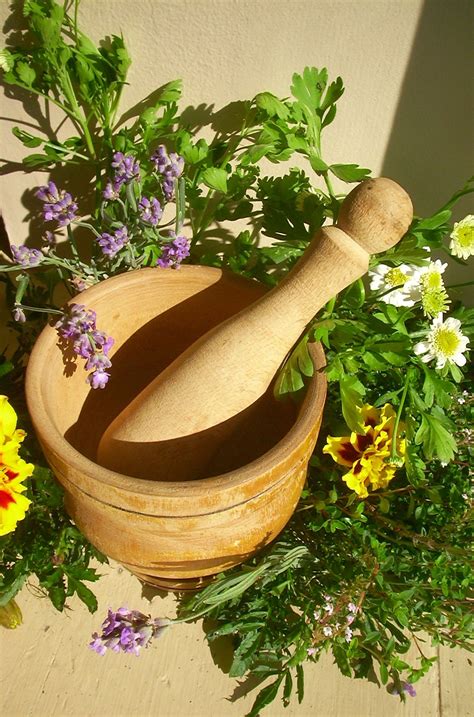 Medicinal Plant Garden - Tips On Growing Medicinal Herbs