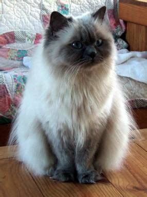 It's the worst breed to get if you have cat allergies. persian cat : Biological Science Picture Directory ...