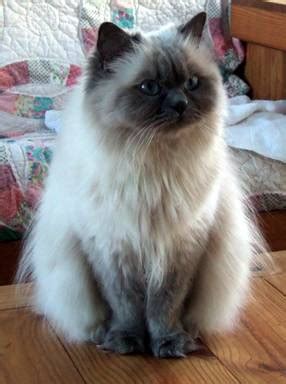 It also has the many color points of the siamese and their gloomy eyes. Are Himalayan Cats Hypoallergenic