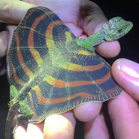 We did not find results for: The flying dragon lizard (Draco volans) in 2020 | Lizard ...