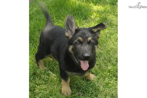 Because of its size, loyalty, and intelligence, it is often the breed of choice for police, military, and security units. German Shepherd Puppies For Sale Akc