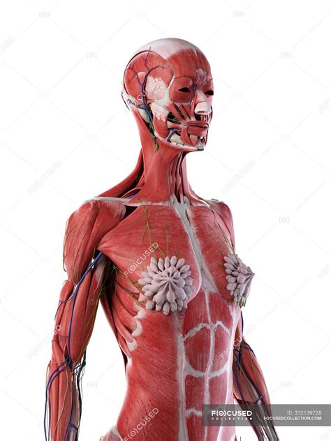 The shoulder is where the upper limb attaches to the trunk. Human Upper Torso Anatomy / Muscles Of The Human Upper ...