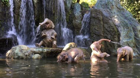 Based on disneyland's theme park ride where a small riverboat takes a group of travelers through a jungle filled with dangerous animals and reptiles, but with a supernatural element. WDW Jungle Cruise full ride through POV in 4K - YouTube
