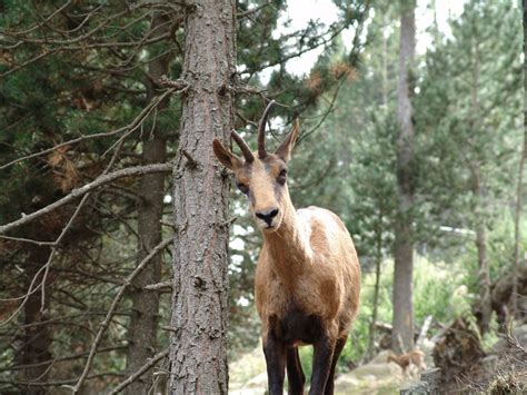 Parc animalier Les Angles