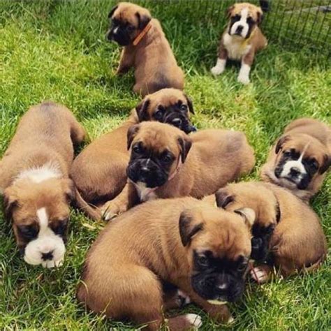 All these puppies are available for adoption and will come to a loving home with: Lovely boxer puppies for adoption - Wisconsin Dells ...