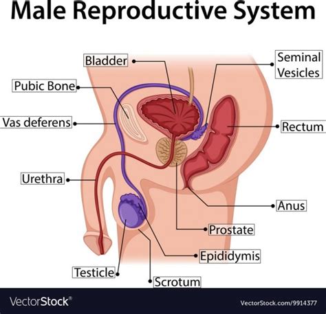 Drawing of the male internal sexual anatomy. Male Reproductive System Diagram With Labels