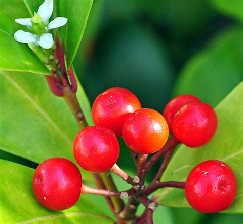 Bush with white flowers and red berries. white flowers and red berries | Red Berries adored by the ...