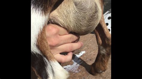 Udderly ez hand goat milkers. DIY Goat Milking Machine for Cheap - YouTube