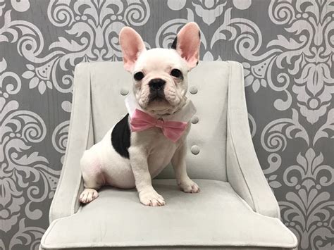 French Bulldog-DOG-Male-White and black-1897233-Furry Babies