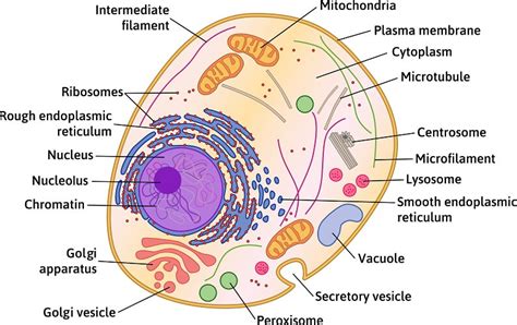 Parts and structure with functions. Animal Cell - The Definitive Guide | Biology Dictionary